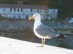 4 28295__149_m_2 gaviota b.jpg